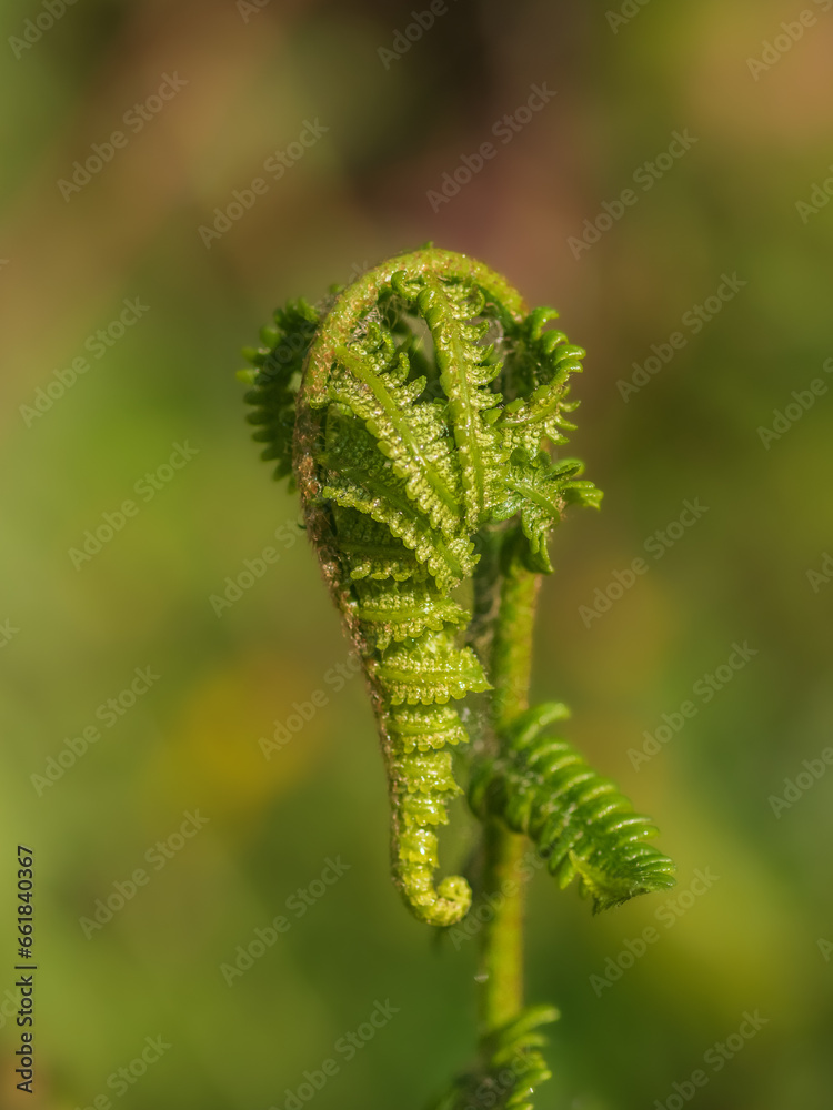 Closeup of young green fern leaf on green background