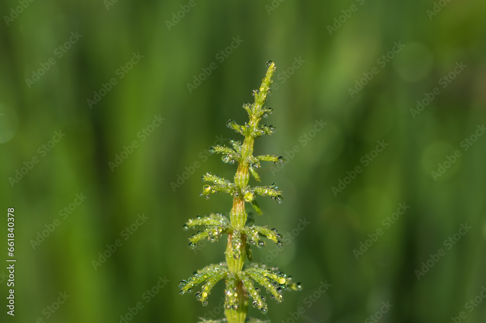 Closeup of green horsetail plant covered with morning dew drops on green background Closeup of green horsetail plant covered with morning dew drops on green background