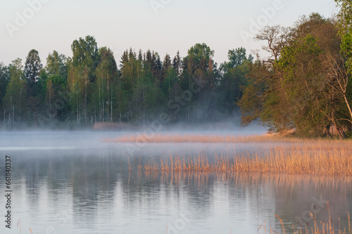 Morning mist on calm lake surface in the forest