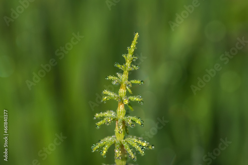 Closeup of green horsetail plant on green background
