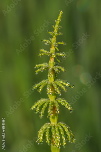 Closeup of green horsetail plant covered with morning dew drops on green background 