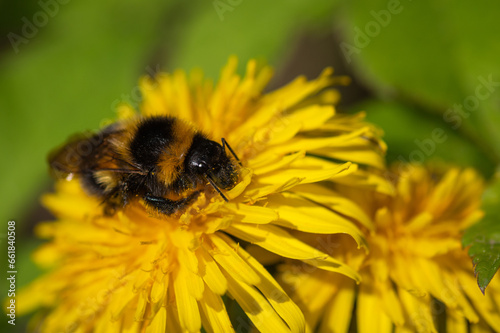 Closeup of bumblebee on dandelion flowers gathering nectar and pollen