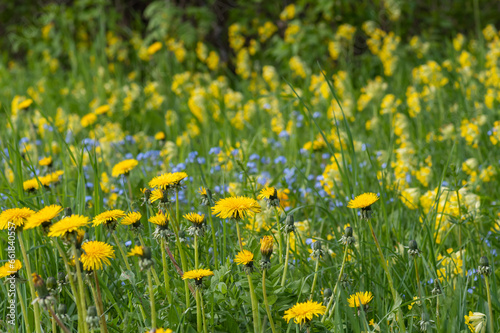 Fototapeta Naklejka Na Ścianę i Meble -  Closeup of spring meadow with blooming yellow dandelions and cowslips and blue forget-me-nots