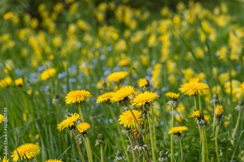 Closeup of spring meadow with blooming yellow dandelions and cowslips and blue forget-me-nots © Ilga