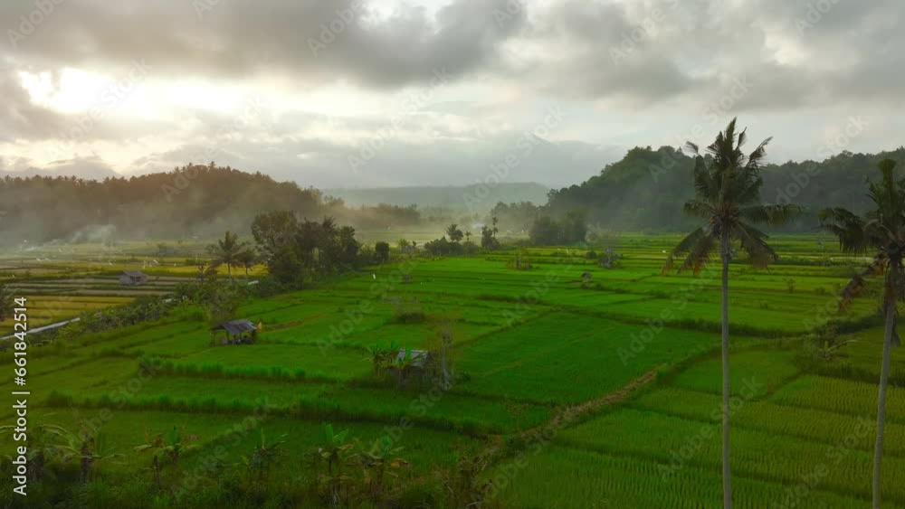 Aerial view of rice cultivation with path to walk around and palm rice terraces, photograph from height, Bali, Indonesia, Ubud, geometric shape of rice fields Aerial view of rice cultivation with path to walk around and palm rice terraces, photograph from height, Bali, Indonesia, Ubud, geometric shape of rice fields