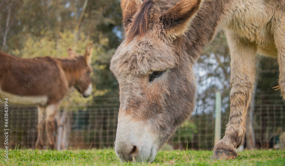 Fototapeta premium Two donkeys eating grass on a farm.