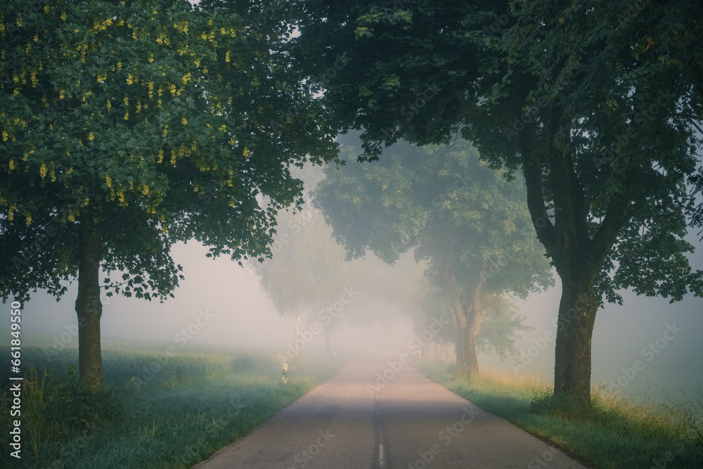 Foggy road in the dark, misty forest at late autumn. Wesather, nature background concept Foggy road in the dark, misty forest at late autumn. Wesather, nature background concept