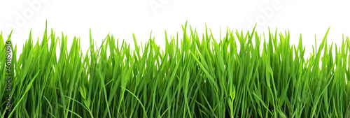 Green fresh lawn grass, cut out