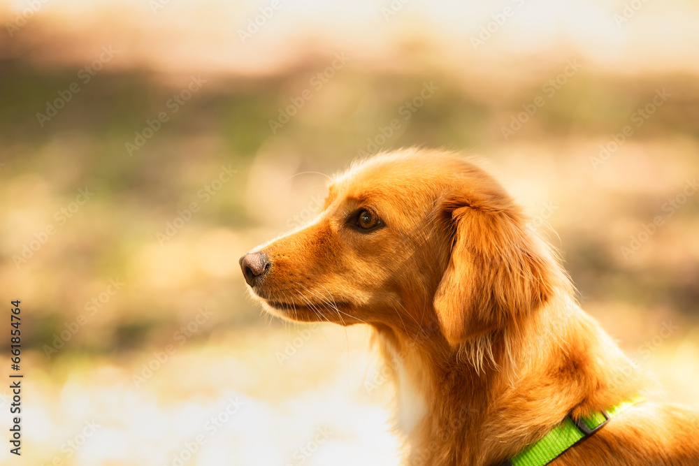 A small beautiful dog walks in the park on a sunny day