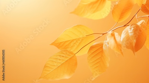 Beautiful autumn leaves. foliage on yellow background