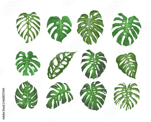 Monstera leaves set - vector illustration