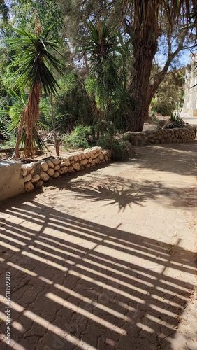 path in the forest green Palm tree and fence shadow 