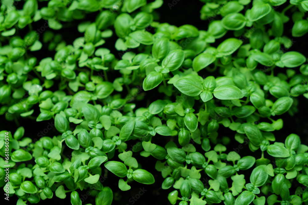 Basil seedlings. Basil seedlings.