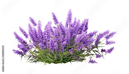lavender flower isolated on transparent background cutout
