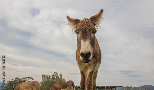 Portrait of donkey on a farm with overcast sunset sky.