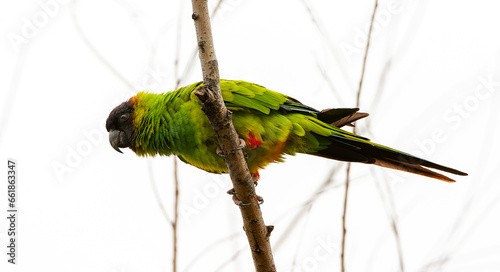 Nanday Parakeet, Aratinga nenday photo