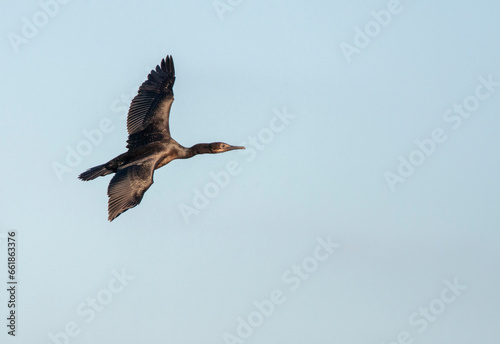 Brandt's Cormorant, Phalacrocorax penicillatus