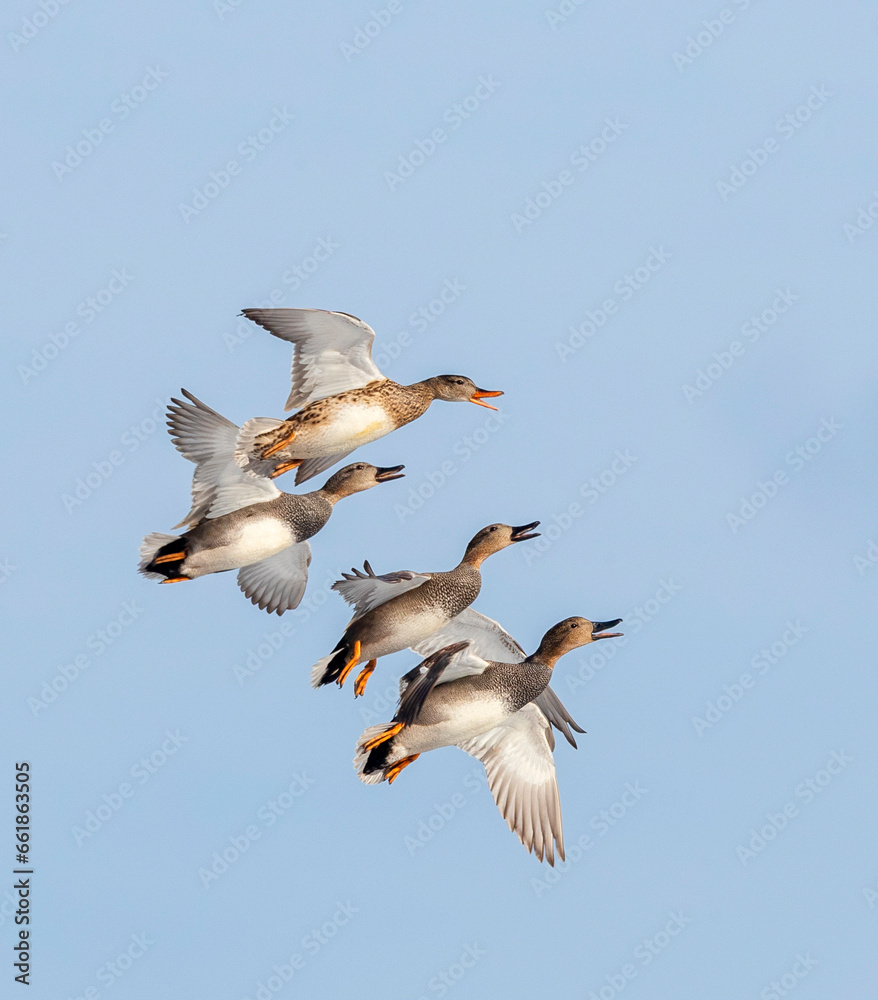 Gadwall, Anas strepera Gadwall, Anas strepera