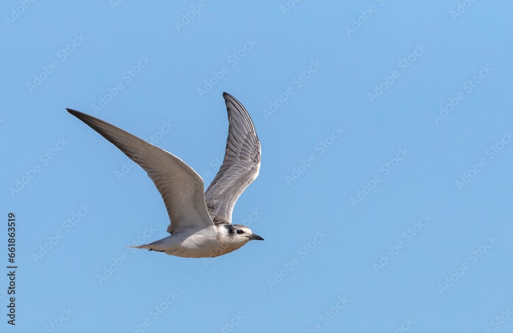 Obraz premium Whiskered Tern, Chlidonias hybrida