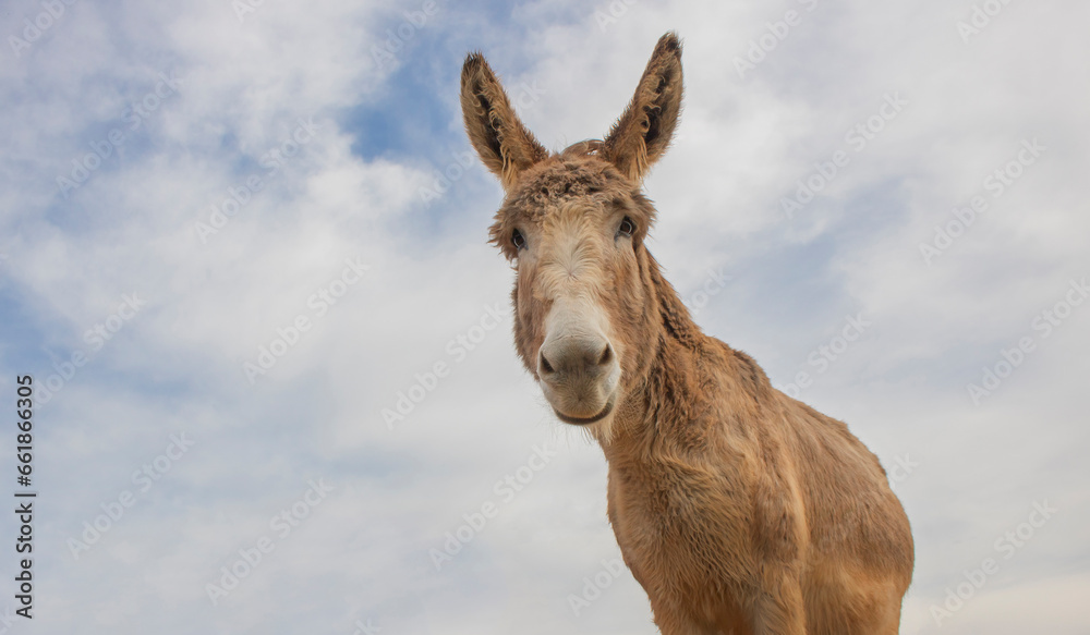 Portrait of donkey on a farm with overcast blue sky. Portrait of donkey on a farm with overcast blue sky.