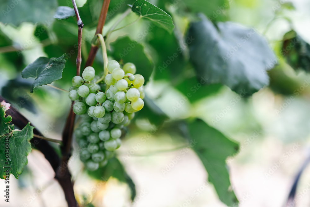 Fresh grapes on a vine close up in Germany Fresh grapes on a vine close up in Germany