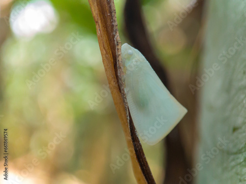 Leafhopper pests that camouflage like butterflies, with the Latin name flatidae