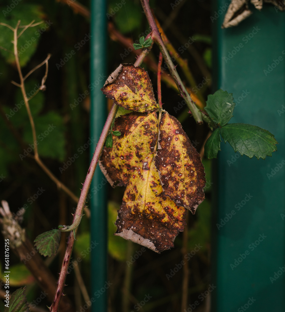 Obraz premium an old leaf 