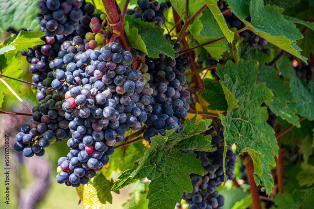 grapes on vine