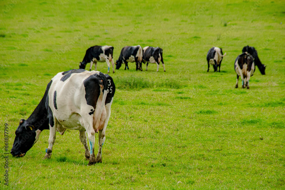 herd of cows