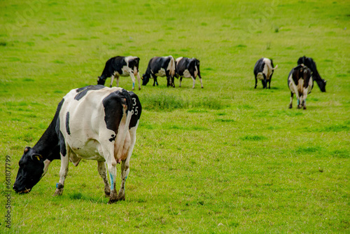 herd of cows © worm_ flag