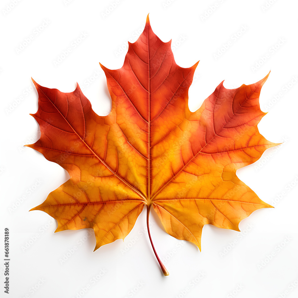 Fototapeta premium autumn maple leaf