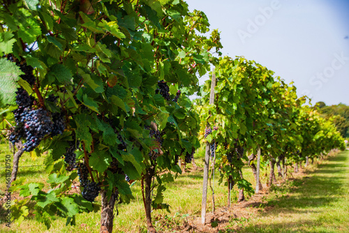 grape vines in the vineyard