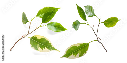 Green leaves. Set of green young leaves on a branch closeup isolated on white