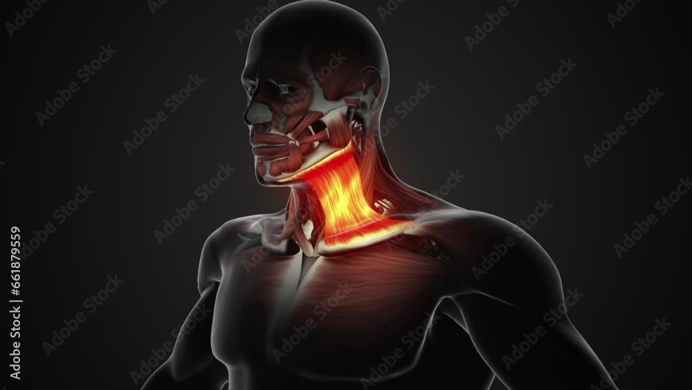 Pain and injury in the Sternocleidomastoid Muscles Pain and injury in the Sternocleidomastoid Muscles