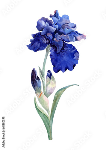 Blooming blue iris flower stem with green leaves and buds. Perennial garden plant. Isolated natural element. Hand drawn watercolor illustration white background for cards, banner, wedding invitations.