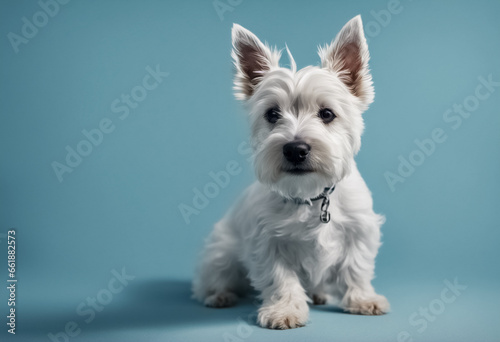 Cane, Terrier, fotografia in studio photo