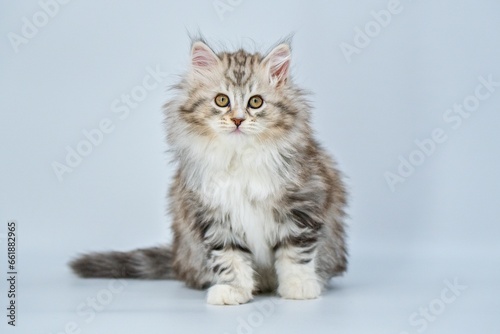 Siberian kitten on a colored background © Pavla