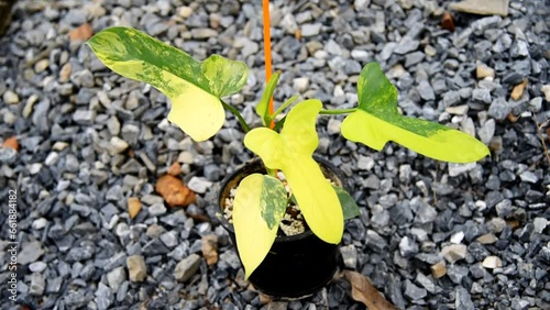 beautiful philodendron bipennifolium variegated in the pot  photo