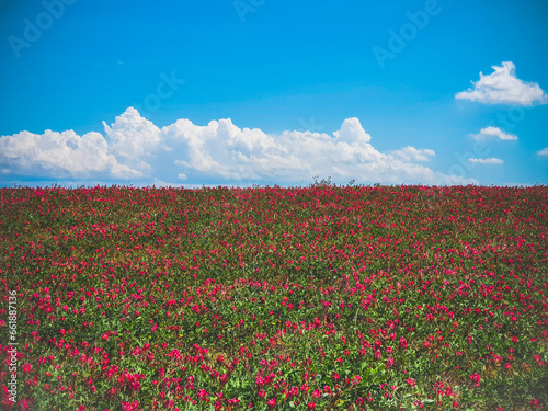 Red flower hill field with blue sky and clouds in background