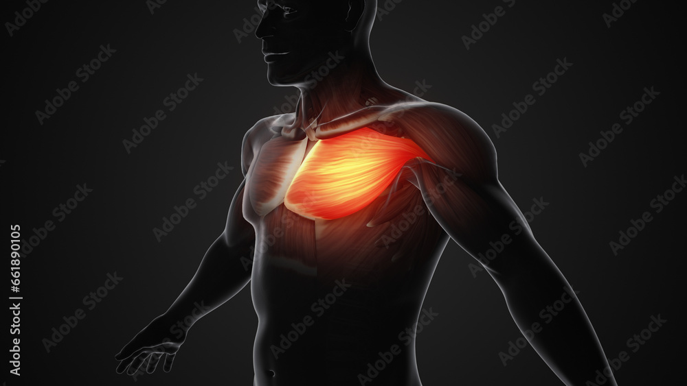 Pain and injury in the Chest Pectoralis Muscles Pain and injury in the Chest Pectoralis Muscles