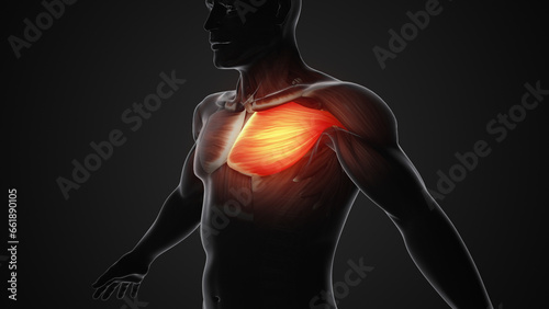 Valokuva Pain and injury in the Chest Pectoralis Muscles