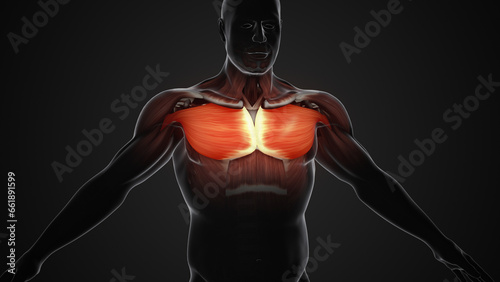 Valokuva Pain and injury in the Chest Pectoralis Major and Minor Muscles