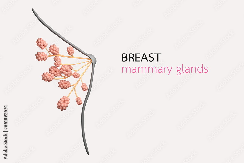 Normal breast mammary glands and milk ducts for breast surgery and