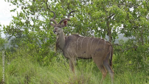 Male African kudu antelope with large spiral horns in its natural habitat among vegetation.