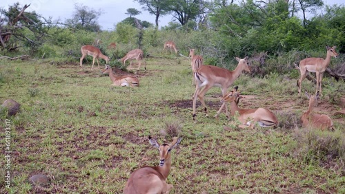 still shot of a group of wild impala antelopes in their natural habitat in the African savanna