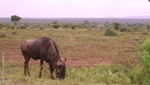 Static shot of a wildebeest grazing peacefully in the African savanna