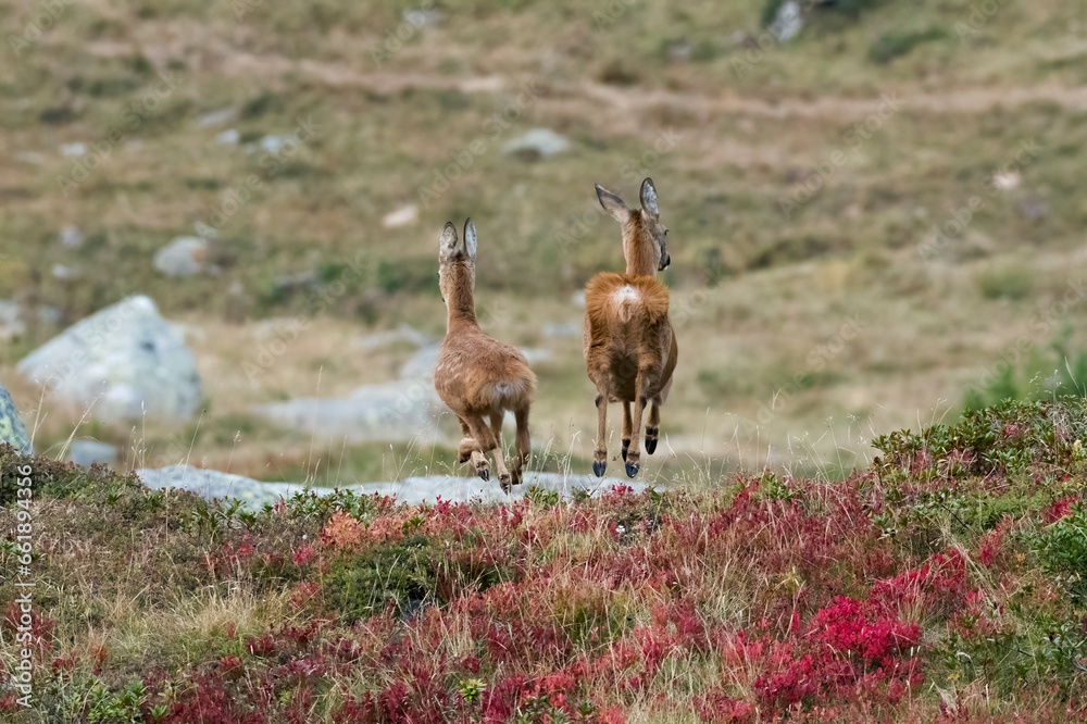 Wild european roe deer mum and cub (Capreolus capreolus) running away in an alpine prairie, Alps Mountains, Italy - dynamic scene of running wild animals.