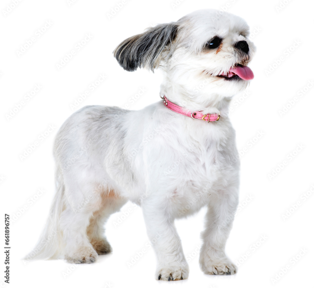 Animal, pet and excited dog on a white background in studio for adoption, playing and fun. Domestic pets, vet mockup and isolated fluffy, adorable and cute Lhasa apso with happy, freedom and health