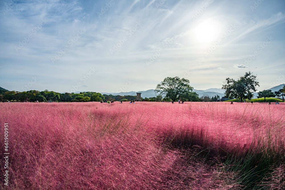 field in autumn