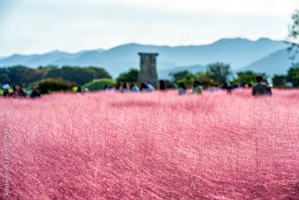 flowers in the field